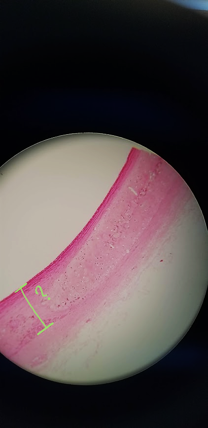 <p>what is outlined?</p>