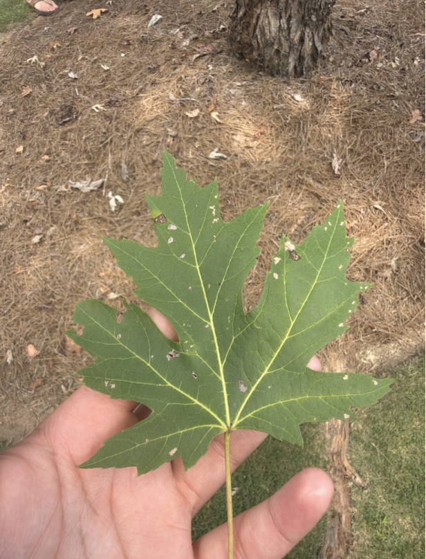 <p>white underside, no pubescence </p><p>flared top lobe</p>