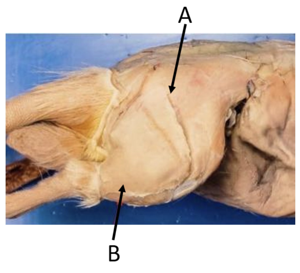 <p>skeletal muscle b</p>