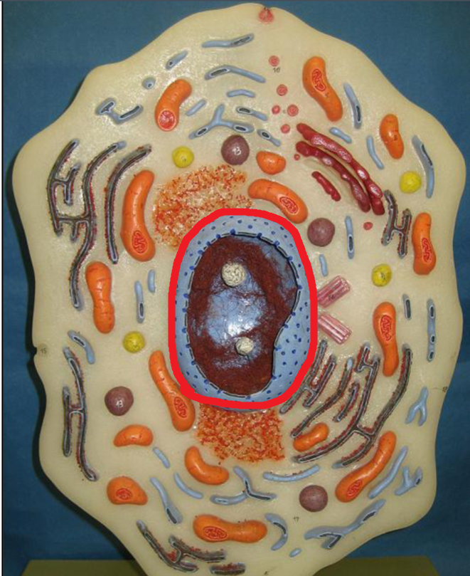<p>Nucleus</p>
