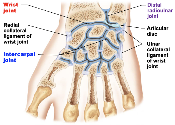 <p>condylar joint; composed of radiocarpal and intercarpal joints</p><ul><li><p>radiocarpal joint: joint between radius and proximal carpals (scaphoid + lunate); allows for flexion/extension, abduction/adduction, circumduction</p></li><li><p>intercarpal joint: joint between proximal and distal rows of carpals; allows for gliding movements</p></li></ul><p></p>