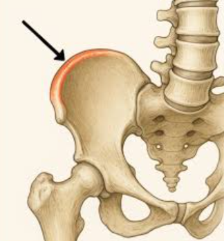 <p>Identify this bone marking</p>