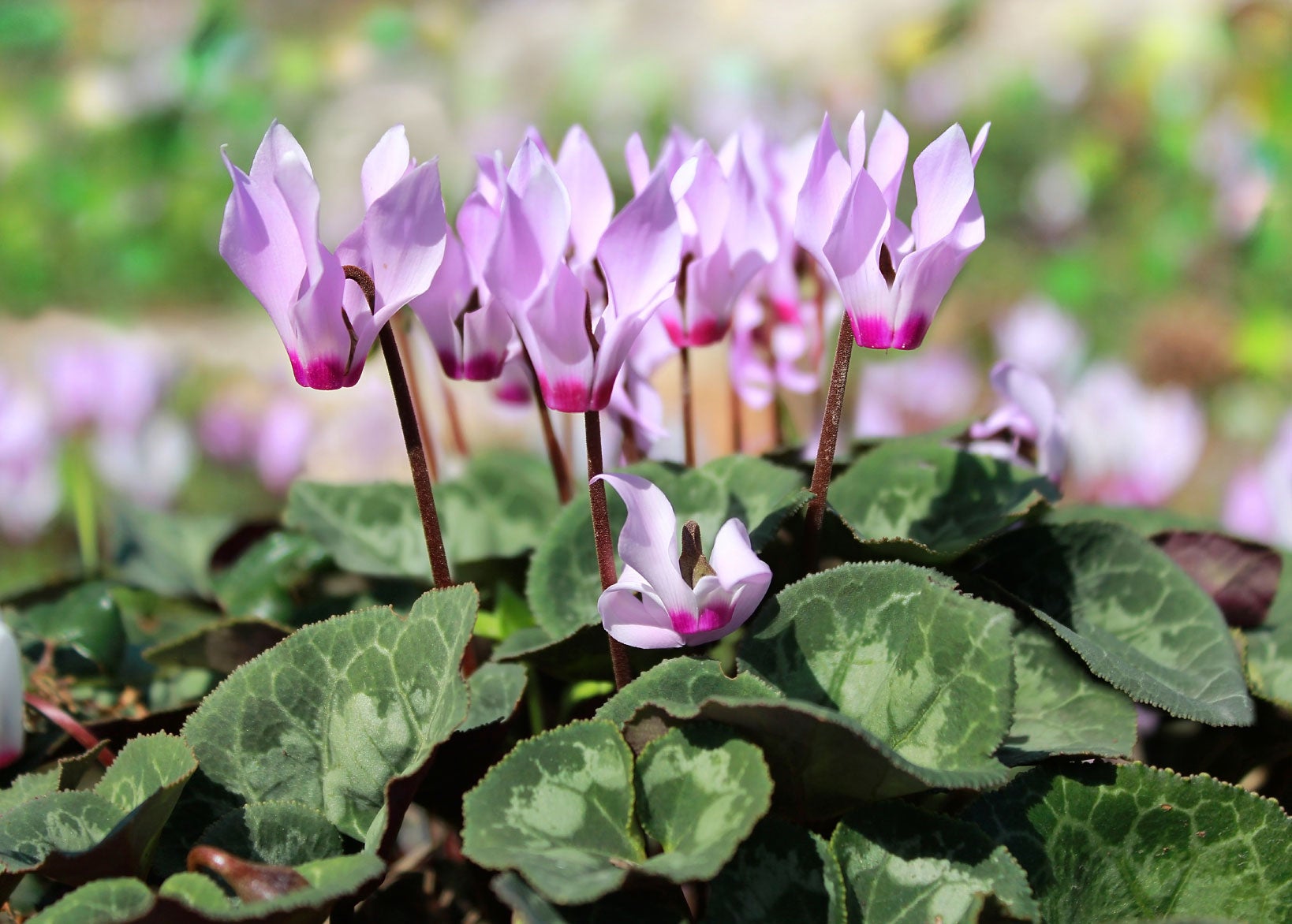 <p>Cyclamen x persicum</p>