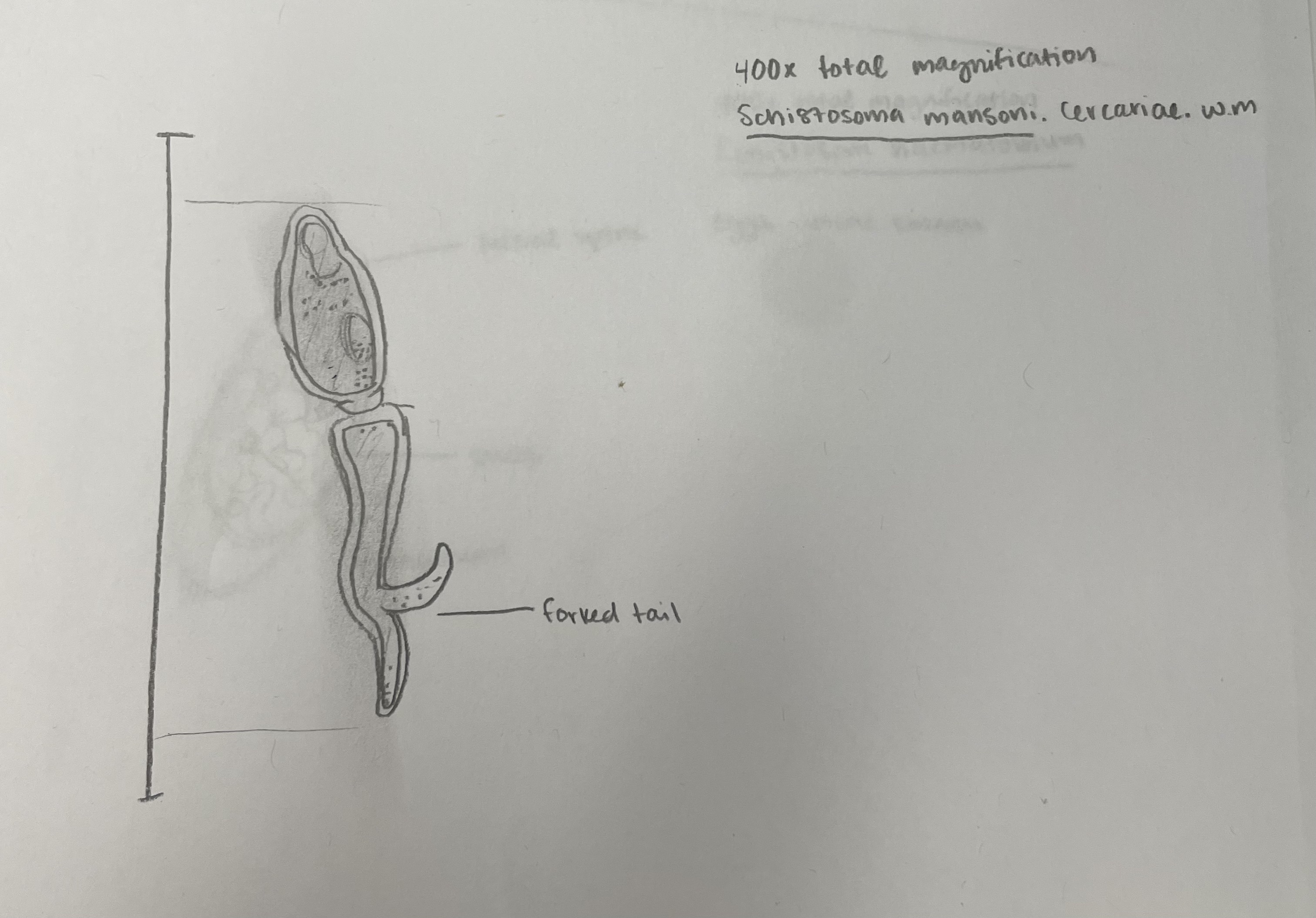 <p>Schistosoma mansoni, cercariae, wm.</p><p>(Phylum Platyhelminthes, Subphylum Neodermata, Class Trematoda, Subclass Digenea, Family Schistosomatidae)</p><p>Lacks a pharynx. Has forked tail. Furcocercous morphological form. Locates next host via swimming and penetration through skin.</p>