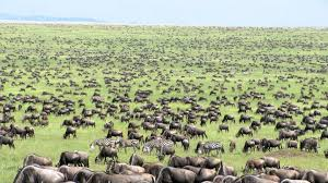 <p>method suitable for very large animals that form herds/flocks</p>