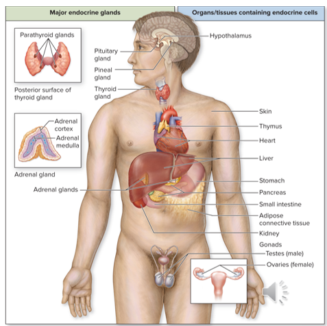 <p>Function is not solely endocrine; include: </p><ul><li><p>Hypothalamus</p></li><li><p>Skin</p></li><li><p>Thymus</p></li><li><p>Heart</p></li><li><p>Liver</p></li><li><p>Stomach</p></li><li><p>Pancreas</p></li><li><p>Small Intestine</p></li><li><p>Adipose Connective Tissue</p></li><li><p>Kidneys</p></li><li><p>Gonads</p></li></ul><p></p>