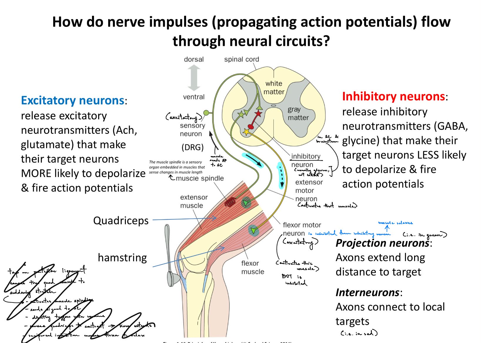 <p>via the <strong><u>sensory-motor circuit</u></strong> b/w the SC and brain</p><ul><li><p>from <u>sensory neuron</u> → DRG → spinal cord → brain stem → thalamus → <u>primary somatosensory cortex</u> → <u>primary motor cortex</u> → spinal cord → <u>motor neuron (in muscles)</u></p></li></ul><p>__</p><p><strong><u>excitatory neurons</u></strong></p><ul><li><p>release excitatory NTs (glutamate, ACh) to make target neurons MORE likely to dep- and fire APs</p></li></ul><p><strong><u>inhibitory neurons</u></strong></p><ul><li><p>release inhibitory NTs (GABA, glycine) to make target neurons LESS likely to dep- and less likely to fire APs</p></li></ul><p>__</p><p><strong><u>projection neurons</u></strong> — axons extend <u>long distance</u> to targets</p><ul><li><p>(i.e. in green)</p></li></ul><p><strong><u>interneurons </u></strong>— axons connect to <strong><u>local </u></strong>targets / <u>axons that connect sensory neurons to motor neurons</u></p><ul><li><p>(i.e. in red)</p></li></ul><p>________</p><ul><li><p>tap on patellar ligament<span style="color: green;"> </span>activates <u>muscle spindles</u> w/in the <u>quadricep </u><span style="color: green;">(← the extensor muscle) </span><span style="color: blue;">(muscle spindles — sensory organ that detects change in muscle length)</span></p></li><li><p>the <u>excitatory sensory neuron</u> will send signals to SC</p></li><li><p><u><mark data-color="blue" style="background-color: blue; color: inherit;">directly</mark></u><mark data-color="blue" style="background-color: blue; color: inherit;"> triggers/activates the </mark><u><mark data-color="blue" style="background-color: blue; color: inherit;">extensor motor neuron</mark></u></p></li><li><p><strong><u>SO quads will contract→ causing knee to extend</u></strong></p><ul><li><p>(the sensory neuron activates the extensor motor neuron, so the quad stretches/knee extends)</p></li></ul></li></ul><p>___ WHILE THIS HAPPENS, there is also simultaneously-occurring <span style="color: red;"><strong><u>reciprocal inhibition</u></strong></span> in order to have coordinated movement / to prevent opposing muscles from working against e/o ——</p><ul><li><p>tap on patellar ligament<span style="color: green;"> </span>activates <u>muscle spindles</u> w/in the <u>quadricep </u><span style="color: green;">(← the extensor muscle) </span><span style="color: blue;">(muscle spindles — sensory organ that detects change in muscle length)</span></p></li><li><p>the <u>excitatory sensory neuron</u> will send signals to SC</p></li><li><p><mark data-color="blue" style="background-color: blue; color: inherit;">that excitatory sensory neuron will activate an </mark><u><mark data-color="blue" style="background-color: blue; color: inherit;">inhibitory interneuron</mark></u></p></li><li><p>that inhibitory interneuron will activate the <u>excitatory flexor motor neuron</u></p></li></ul><ul><li><p><strong><u>SO hamstrings will contract → causing knee to flex/bend</u></strong></p></li><li><p>reciprocal inhibition causes flexor to relax</p><ul><li><p>(the sensory neurons activates the inhibitory neuron, which inhibits the flexor motor neuron, so it does not stretch BUT relaxes instead)</p></li></ul></li></ul><p></p>