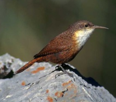 <p>Order: Passeriformes<br>Family: Troglodytidae</p>