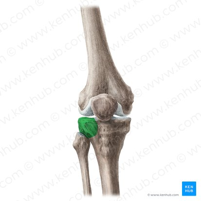 <p>What Joint?</p>