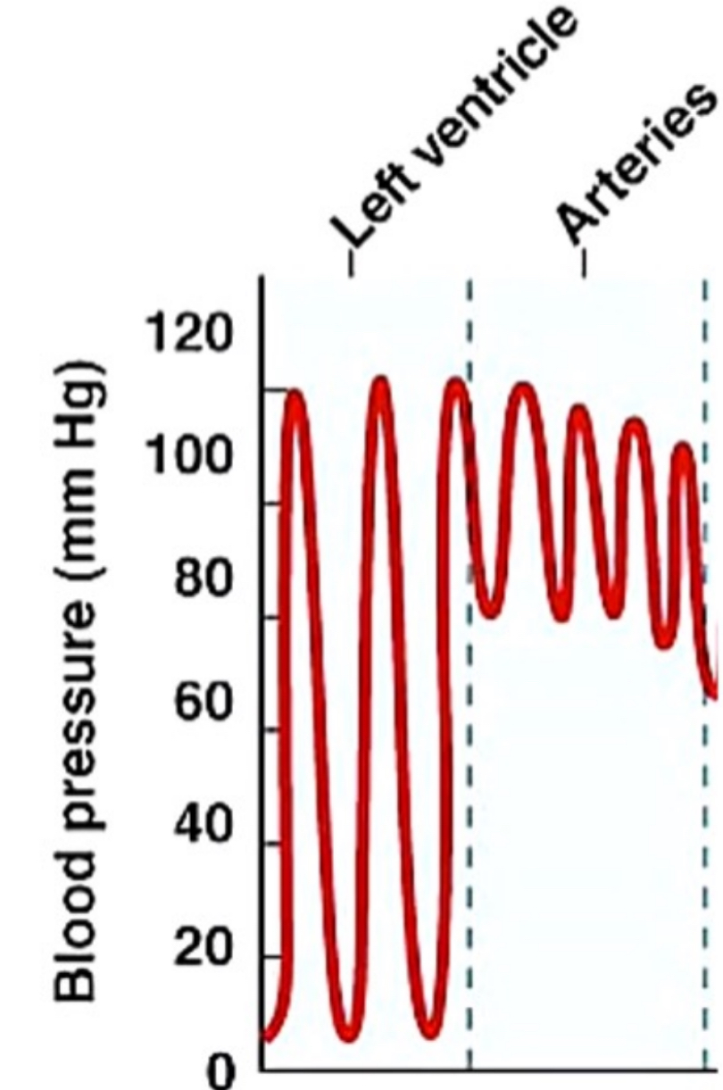 <p>Left ventricles </p>