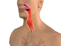 <p>nuốt</p>