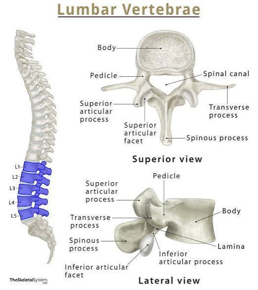 <p>L1-L5; largest vertebrae; support body weight.</p><p>a) Large body</p><p>b) Short thick spinous process</p><p>c) *Key feature = Transverse process also short and thick</p>