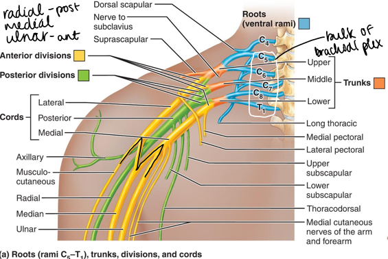 <p>located in neck and axilla</p>