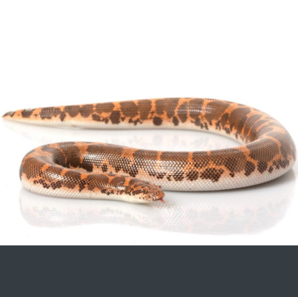<p>name this animal</p>