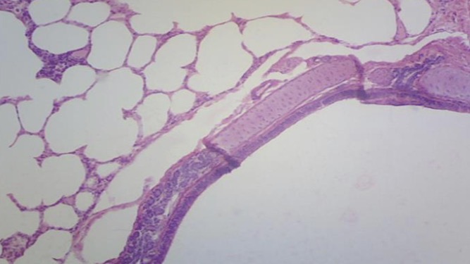 <p>What organ is this? What are the 3 sections?</p>