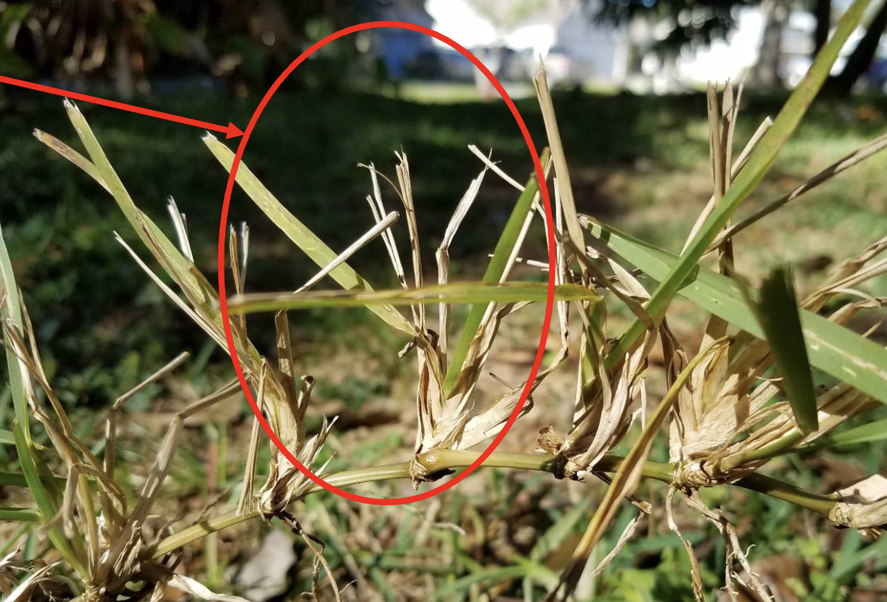 <p>Grasses with rhizomes create _ along the stem- stems will grow horizontally, and a new unit can come from an axillary bud that will root itself </p>