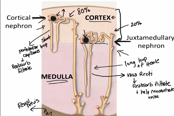 <p>based on position &amp; anatomical differences BUT → filter blood, process fluid same as tubules </p><ol><li><p>cortical nephron</p><ul><li><p>80% of all </p></li><li><p>short loop of Henle</p></li><li><p>renal corpuscle upper part of cortex </p></li><li><p>peritubular capillaries → reabsorb filtrate</p></li></ul></li><li><p>juxtamedullary nephron</p><ul><li><p>20% of all</p></li><li><p>longer loop of Henle </p></li><li><p>renal corpuscle next to medulla</p></li><li><p>vasa recti capillaries → reabsorb filtrate &amp; [] urine</p></li></ul></li></ol><p></p>