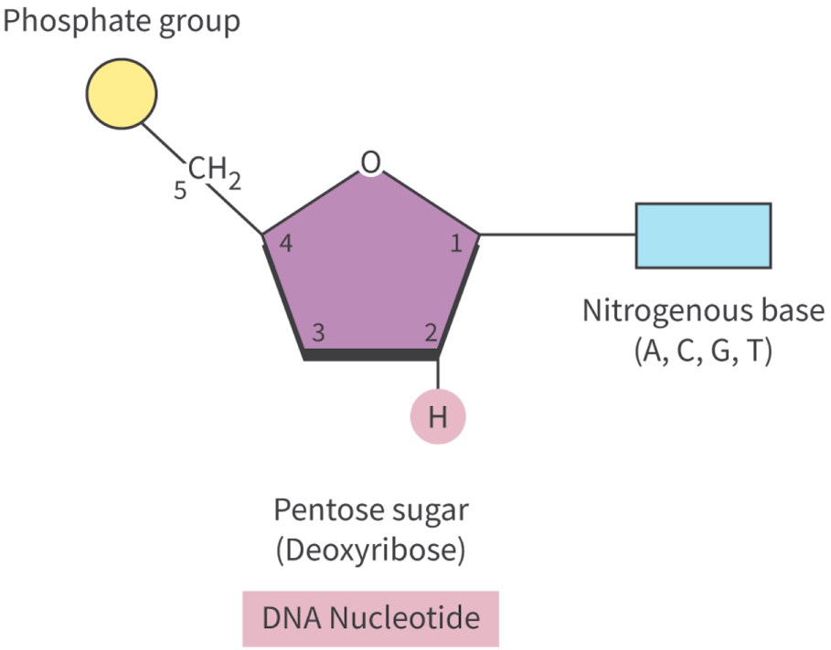 <p>Pentose sugar: <span style="background-color: color(srgb 0.2 0.2 0.2 / 0.05);">Deoxyribose<strong>,</strong> bases: ATGC, polymer structure: double-stranded molecule connected by hydrogen bonding </span></p>