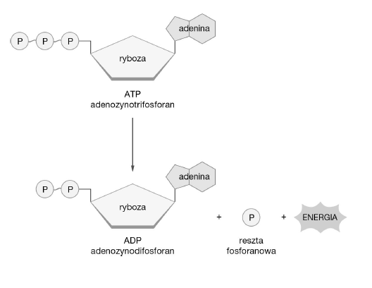 <p>GRUPA A</p><p>9. Schemat przedstawia rozkład ATP. Na jego podstawie podkreśl w zdaniach poprawne określenia. Podczas rozkładu ATP do ADP jest <em>uwalniana / magazynowana</em> energia. W ADP pomiędzy resztami fosforanowymi (V) <em>znajdują się dwa wiązania / znajduje się jedno wiązanie</em> wysokoenergetyczne. Gromadzenie energii w komórce polega na <em>dołączaniu reszty fosforanowej (V) do / odłączaniu reszty fosforanowej (V)</em> od nośnika energii, którym jest <em>ADP / ATP.</em></p>