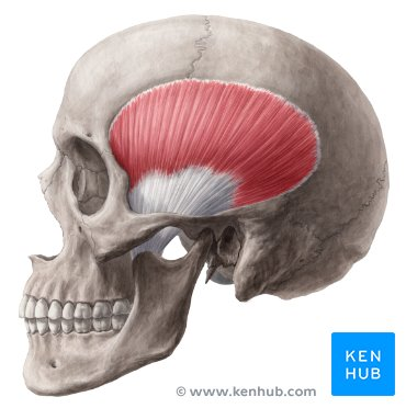 <p>Temporalis</p>