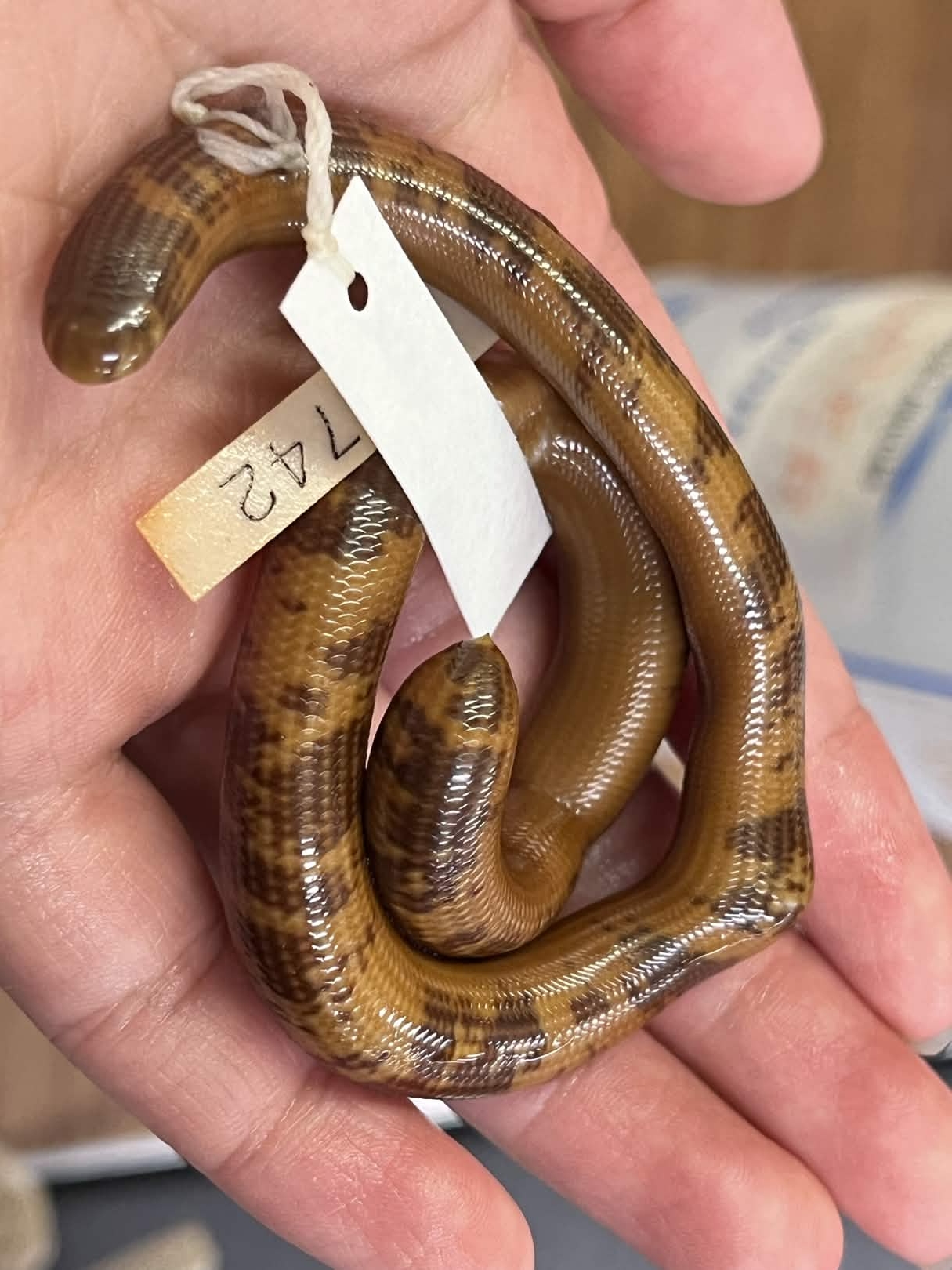 <p>Infraorder + Family?</p>