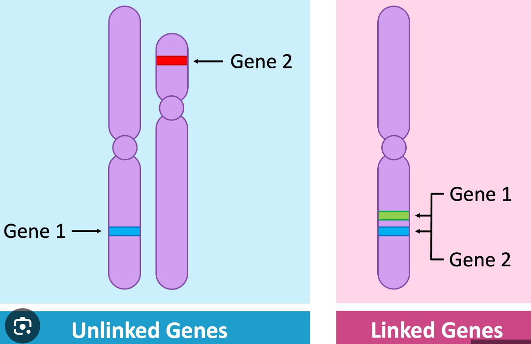 <p>Linked genes</p>