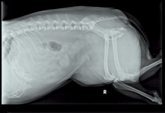 <p>What is wrong with this patient positioning?</p>