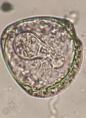 <p>Scientific and Common Name? (Cattle, sheep, and goats)</p>