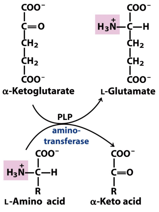 What is transamination?