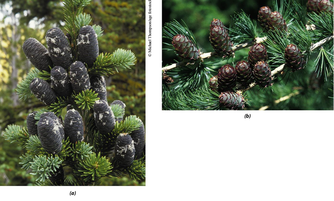 <p>Identify these conifers.</p>