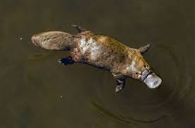 <img src="https://assets.knowt.com/user-attachments/da3c68e3-1425-40ec-9f13-73e2e8ce81c3.webp" data-width="100%" data-align="center"><p></p>