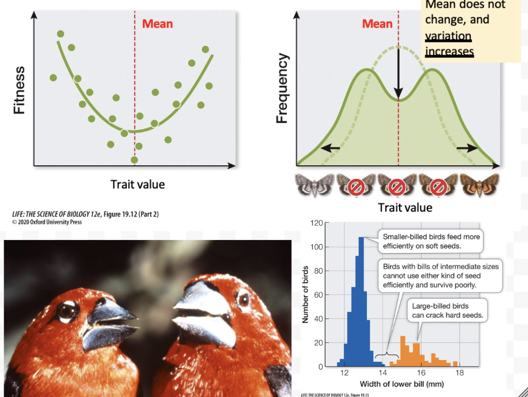 <ul><li><p>Quantitative selection where both extremes are favored as phenotypes vary in both directions from the mean. </p><ul><li><p>Mean stays the same, but variation increases</p><ul><li><p><span>Black-bellied seedcrackers have two morphs as a result of disruptive selection (credit: T Smith, UCLA)</span></p></li><li><p><span>Feed on seeds with different morphologies from the same genus of tree</span></p></li><li><p><span>Those with an intermediate bill/beak size do not survive</span></p></li></ul></li></ul></li></ul><p></p>