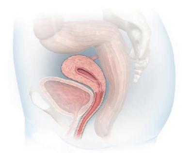 <p>Uterus position for 75% of females</p>