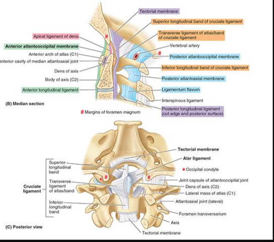 <ul><li><p><span style="font-family: "Century Gothic";">Short, rounded cords</span></p></li><li><p><span style="font-family: "Century Gothic";">Attach the cranium to C1</span></p></li><li><p><span style="font-family: "Century Gothic";">Extend from the sides of the dens to the <u>lateral</u> margins of foramen magnum</span></p></li><li><p><span style="color: red;"><strong>Prevent excessive rotation at the joint</strong></span></p></li></ul><p></p>