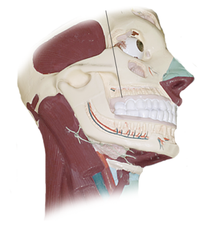 <p>Name the structure</p>