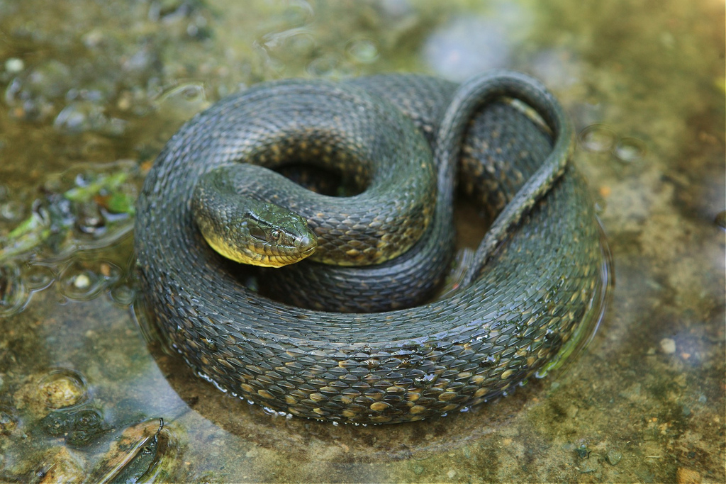 <p>Colubridae. Used to be found in the bootheel, but were thought to be extinct from MO until recently. Aquatic</p>