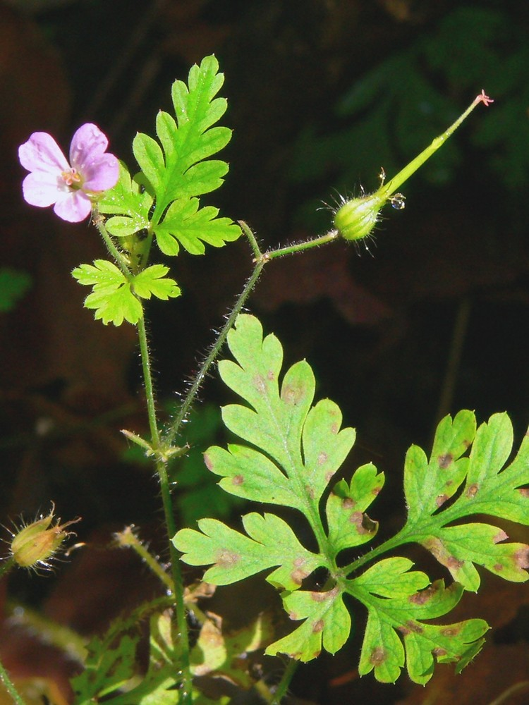<p>Stinknäva </p>