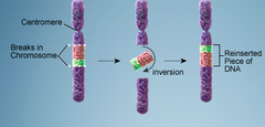 <p>A mutation in which the order of the genes in a section of a chromosome is reversed; reverses the direction of parts of a chromosome.</p>
