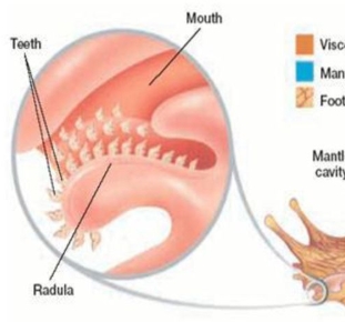 <p><strong>radula</strong></p>