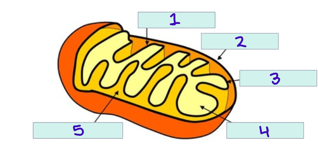 <p>label the parts of the mitochondria: </p>
