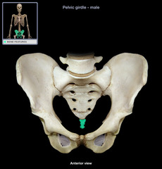 <p>axial skeleton</p>
