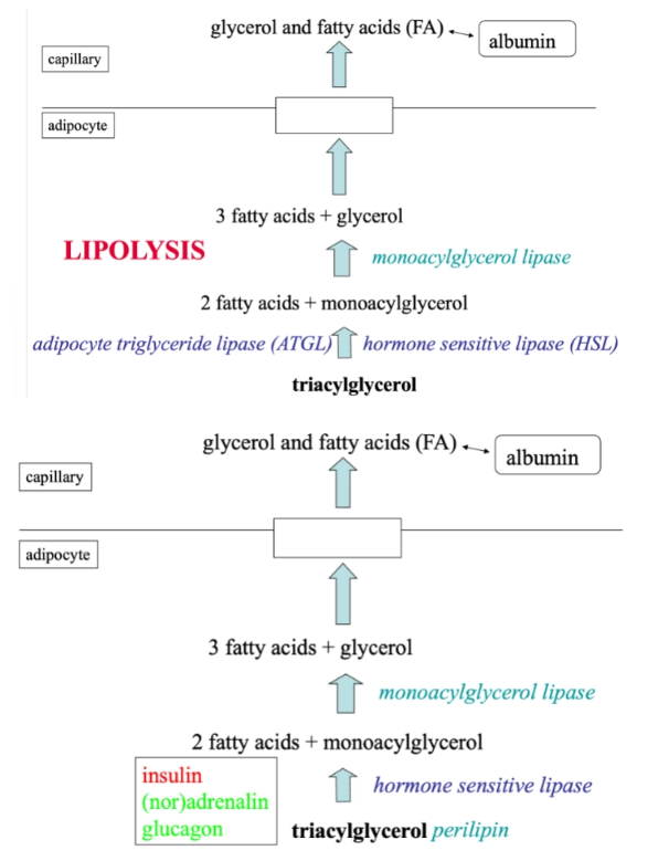 <p><span><strong>Remember the names in red and the enzymes and hormones. It is important you understand it and it is logic → less learning</strong></span></p>