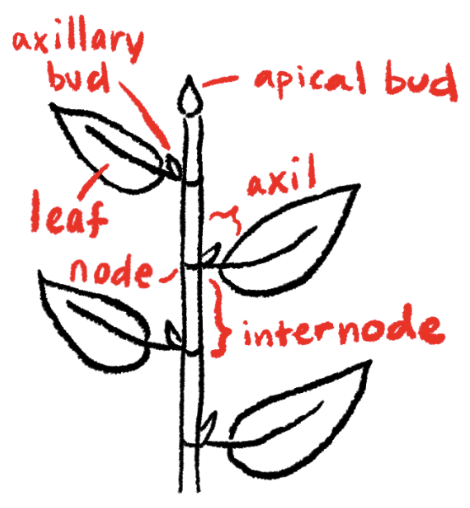 <p><strong>Apical bud</strong></p><p><strong>Bud at the growing tip of a stem.</strong></p><p><strong>Function</strong>: responsible for primary growth and elongation of the shoot.</p>