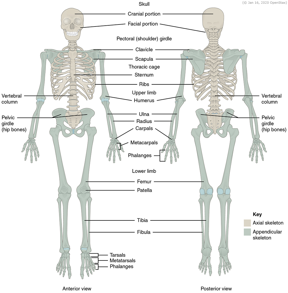<p>what is the axial skeleton/what does it form</p>
