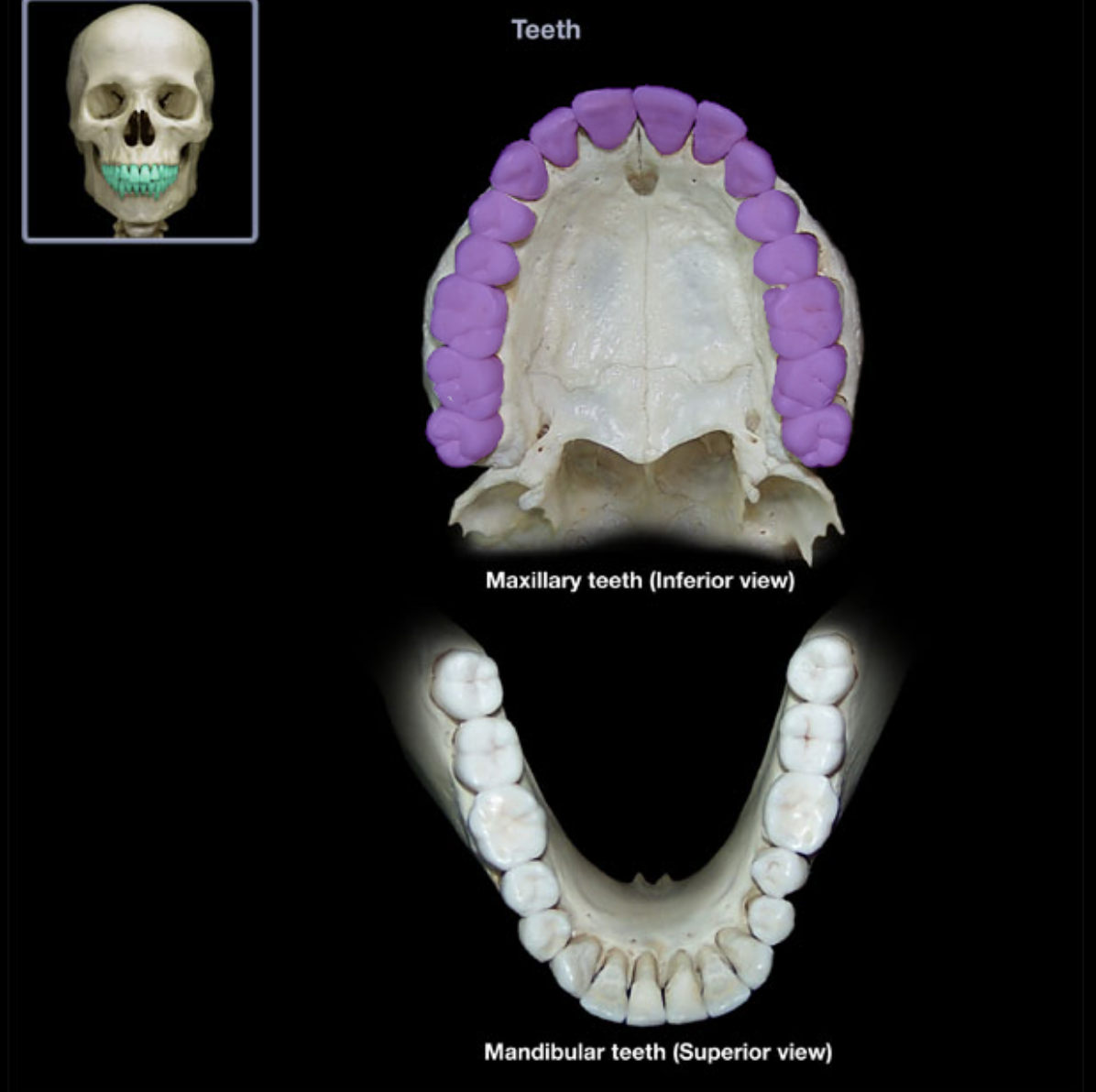 knowt flashcard image