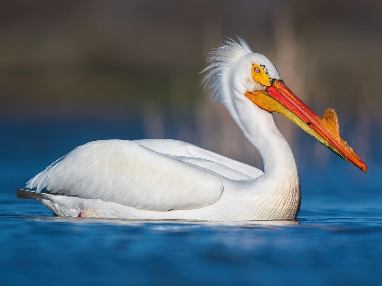 <p>American white pelican</p>