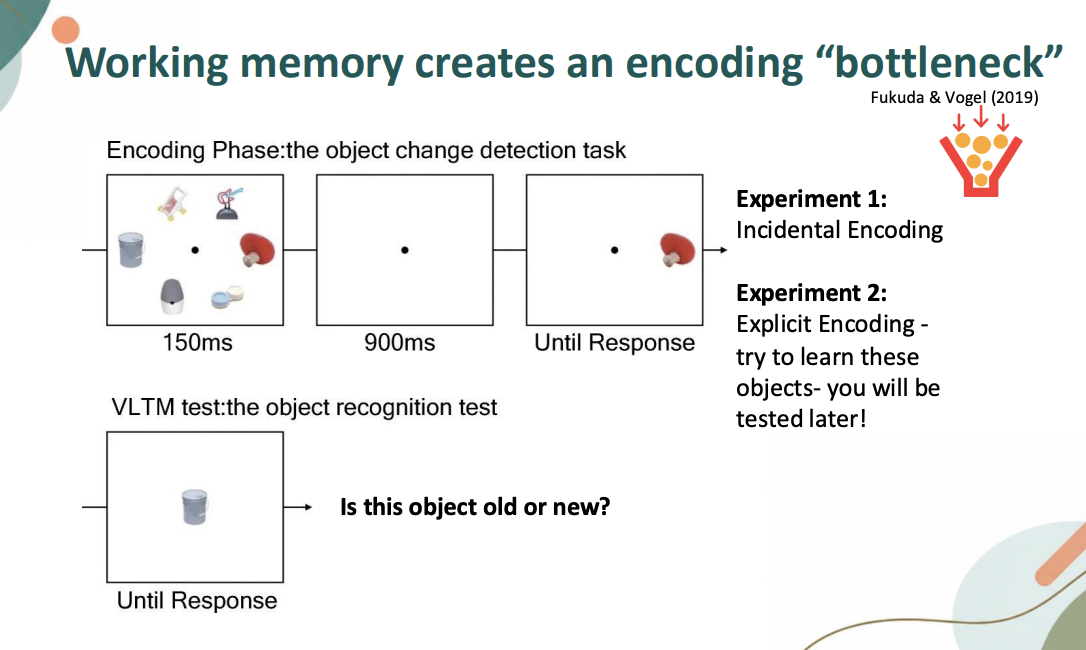 <ul><li><p>Fukuda & Vogel (2019)</p></li><li><p>Capacity limit</p></li><li><p>Showing participants 6 real world objects and did change detection</p></li><li><p>Probed on one of the items & asked “Is it old or new” </p></li><li><p>2 encoding</p><ul><li><p>Incidental: change detection task</p></li><li><p>Intentional: try to remember objects, told tested on it & did change detection task</p></li></ul></li></ul><p></p><ul><li><p>For LTM test had to say whether item was old or new. Item recognition test</p></li><li><p>Change detection, calculating WM with k</p></li><li><p>Split participants into high k and low k</p></li></ul><p></p><ul><li><p>High k: high capacity</p></li><li><p>Low k: low capacity</p></li><li><p>People who have higher capacity, wanted to see how increase from 2-4-6 & how different encoding conditions affect STM & LTM</p></li><li><p>Higher capacity how increase from 2-4-6, able to do that</p><ul><li><p>Larger number of items able to do that, 4-6 plateaus</p></li></ul></li></ul><p></p><p></p>