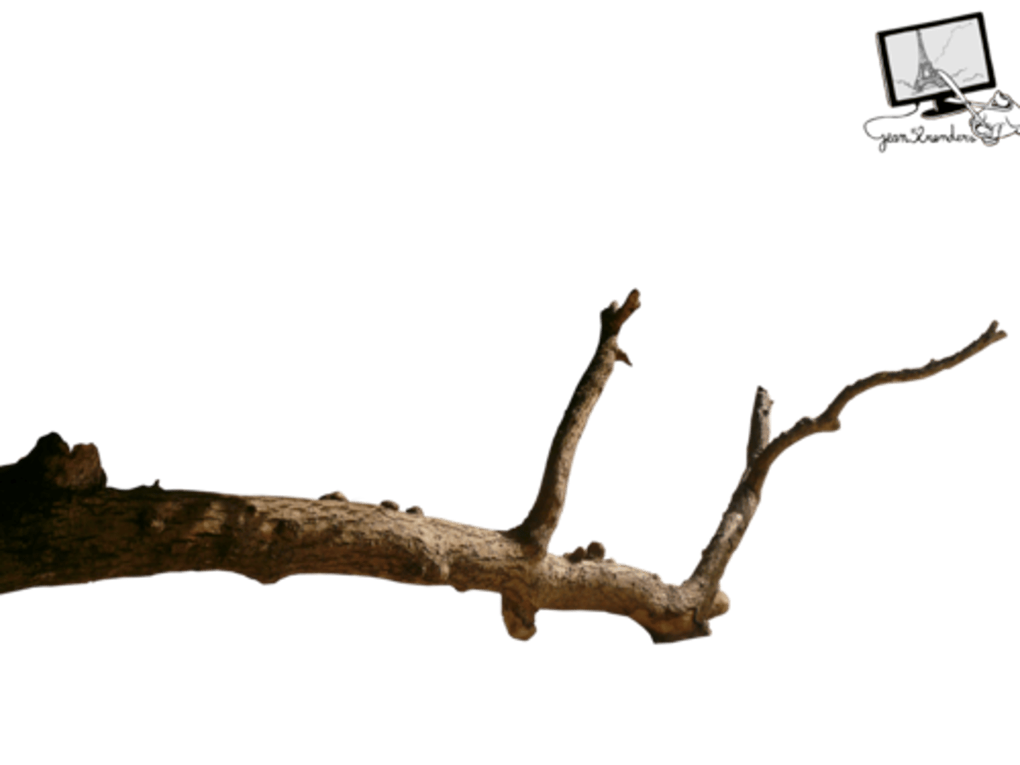 <p>cành cây, nhánh sông, ngả đường</p>