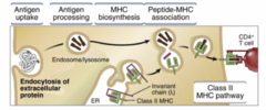 <p>internalization and digestion of antigens, binding of peptides to class II MHC molecules, transport of peptide-MHC complexes to cell surface</p>