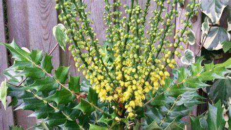 <p>Winter flowering shrub</p>